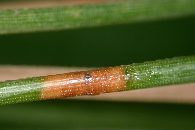 Le fruit de ce champignon, l’acervule, apparaît sous forme d’un point noir au centre d’une tache brune sur une aiguille de pin rouge.