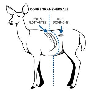 Illustration d'un cerf de Virginie identifiant ses côtes flottantes et ses reins dans le but de faire une coupe transversale.