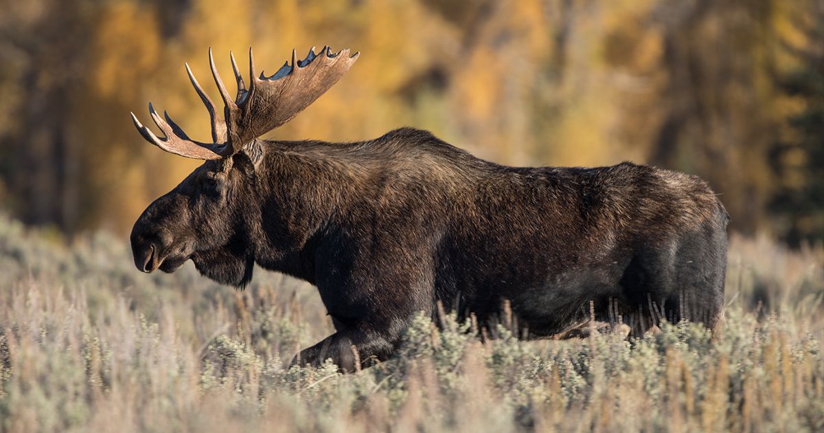 Hunting licence categories and conditions for use Gouvernement du Québec