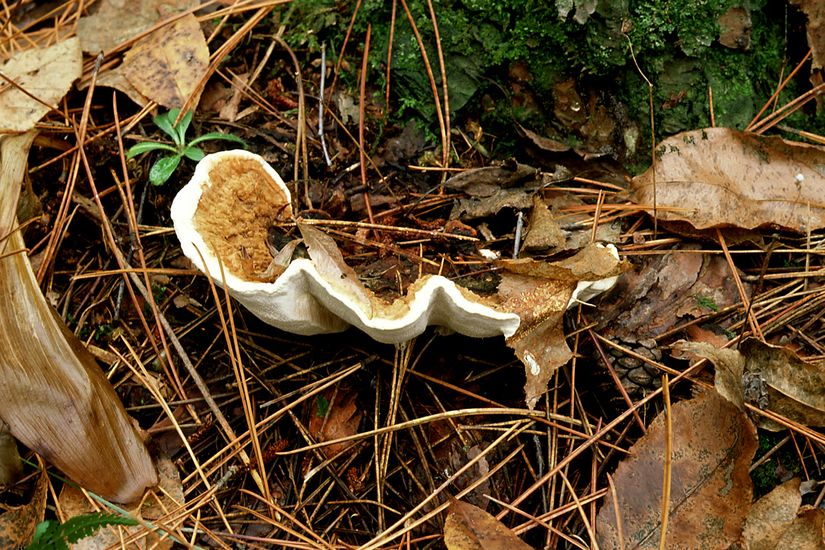 Des champignons sont visibles à la base d’un pin rouge infecté.
