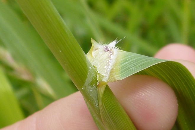 Feuille de roseau commun repliée pour exposer la ligule ciliée située à la jonction de la feuille et de la tige.