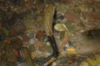 Un jeune salmonidé avec une queue noire