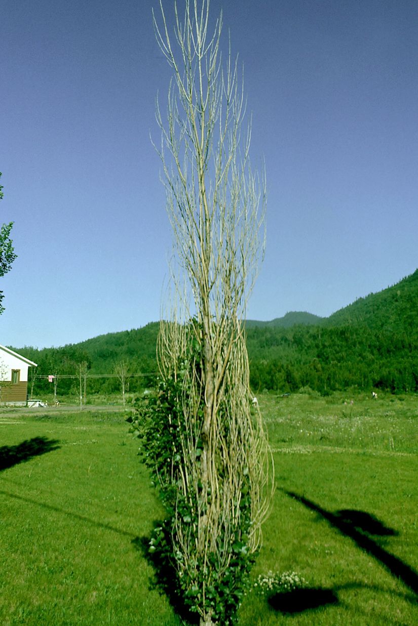 La cime d'un peuplier est complètement dégarni de feuille. Il dépérit à cause de la présence d'un champignon.