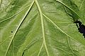 Underside of leaves.