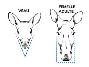 Illustration des têtes vues de face d’un veau et d’une femelle orignal.