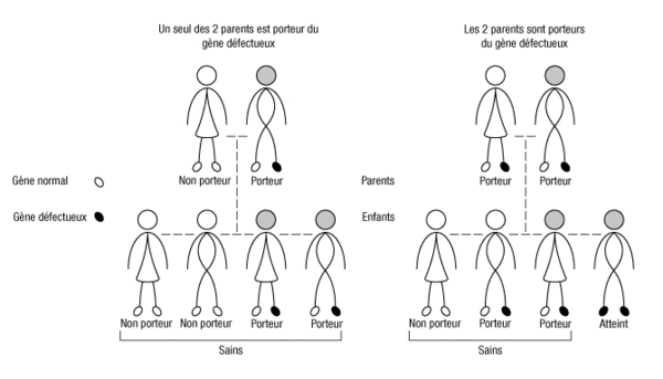 Transmission d’une maladie héréditaire récessive Schéma de la transmission d’une maladie héréditaire récessive.