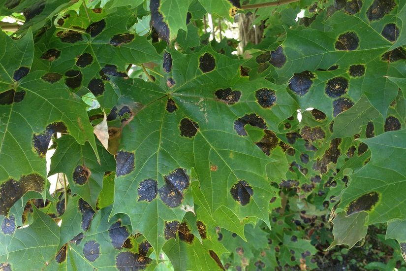 Des taches noires de 1 à 2 cm sur les feuilles d’un érable de Norvège.