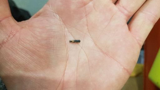 Étiquette de type « PIT tag » dans le creux d’une main.