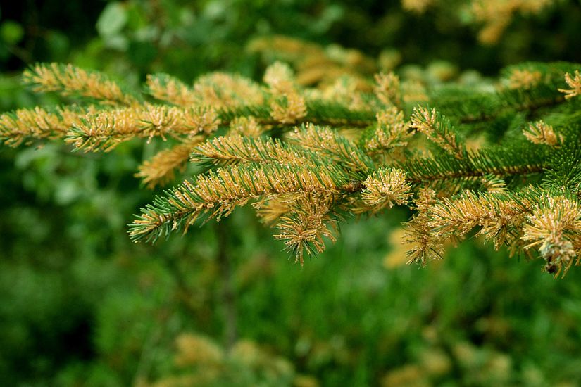 Les aiguilles d’une épinette ont jauni, signifiant une infection causée par la rouille des aiguilles de l’épinette.