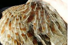 Aile de la perdrix grise mâle.