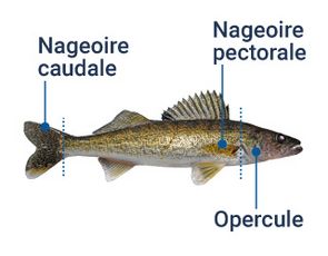 Identification des différentes parties du poisson: nageoire caudale, nageoire pectorale et opercule.
