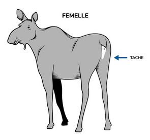 Illustration d’une femelle orignal positionnée de dos pour bien montrer la tache vulvaire qui la caractérise.