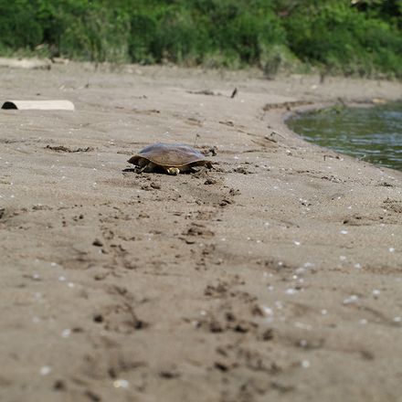 Une empreinte du passage d’une tortue-molle à épines sur le sable où l’on distingue la trace sinueuse de sa queue et les marques distinctes de ses pattes.