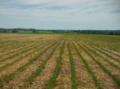 Semis direct de soya dans du seigle