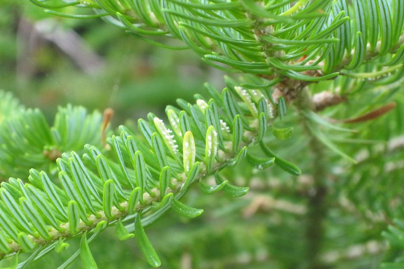 Les aiguilles de ce sapin sont décolorées parce que le champignon de la rouille a commencé à le contaminer.