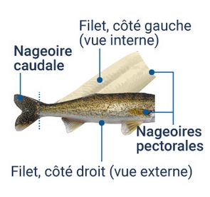 Illustration du filet en portefeuille : les 2 filets, gauche (vue interne) et droit (vue externe) conservent les nageoires pectorales et demeurent attachés à la nageoire caudale.