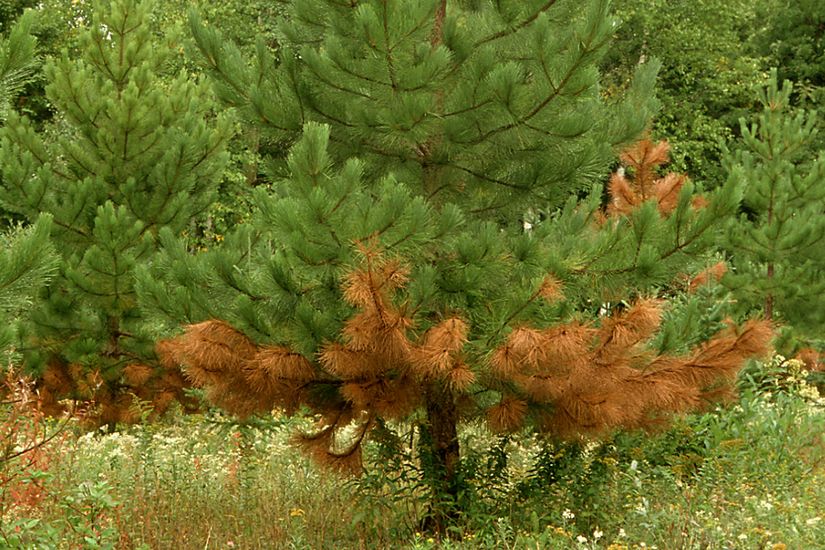 Les aiguilles situés dans le bas de ce pin ont commencé à rougir signe qu'il est atteint du chancre scléroderrien.