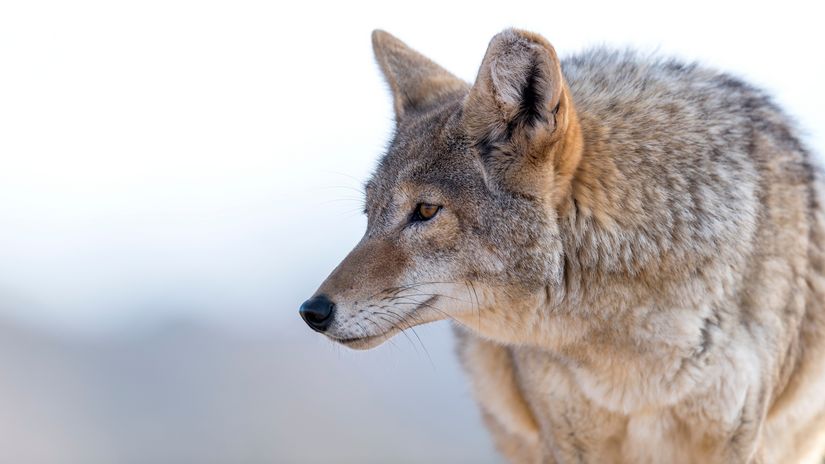 Photo de profil d'un coyote