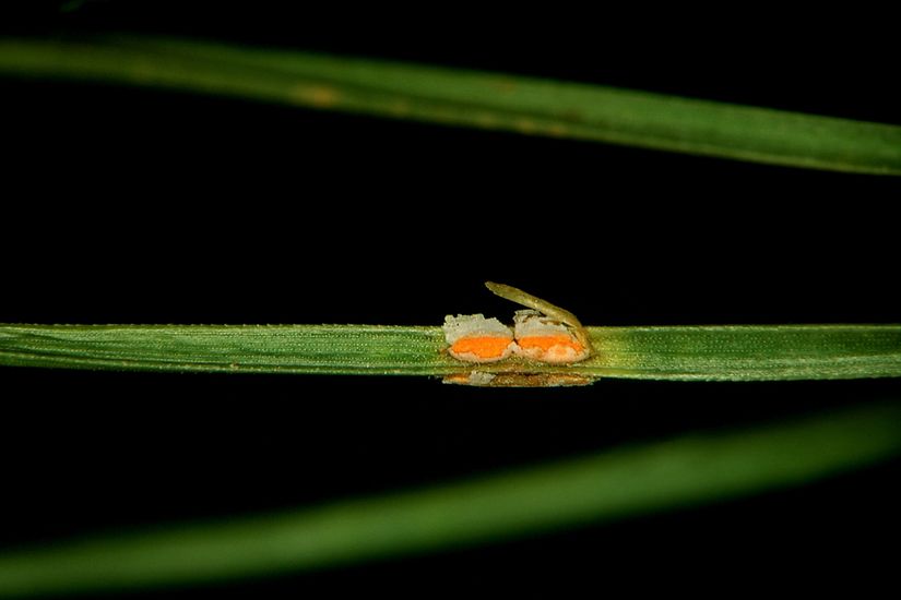 Une aiguille de pin possède une bande jaune au centre orangé qui est un signe de la présence de la rouille des aiguilles du pin.