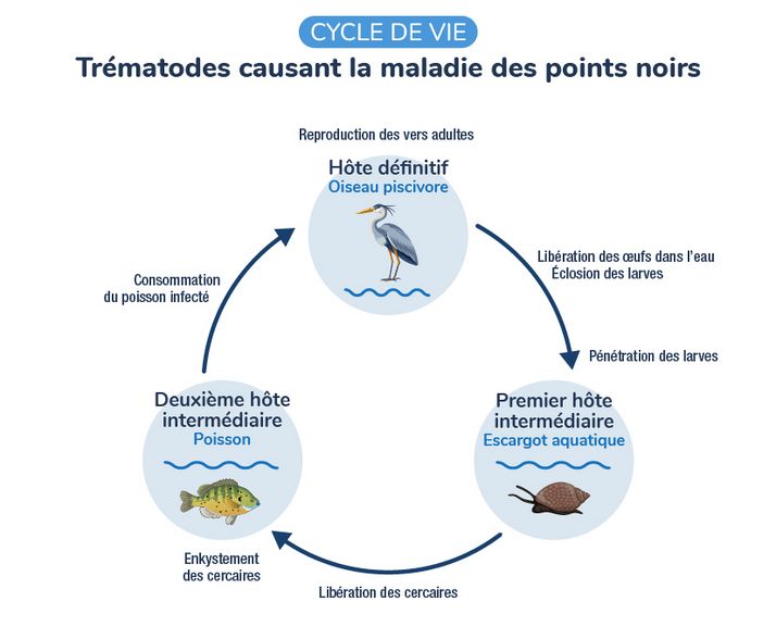 Les œufs sont expulsés dans les excréments de l’oiseau. Dans l’eau, les œufs libèrent les larves. Celles-ci pénètrent dans leur premier hôte intermédiaire (escargot aquatique) et se transforment en cercaires. Ensuite, les cercaires sont libérées dans l’eau et traversent la peau de leur deuxième hôte intermédiaire (poisson). Chez le poisson, les cercaires s’enkystent dans la chair, les branchies, les nageoires ou les viscères et se transforment en métacercaires. Le cycle se complète lorsqu’un poisson infecté par des métacercaires est consommé par un oiseau, et que les parasites deviennent des adultes capables de se reproduire dans l’oiseau.