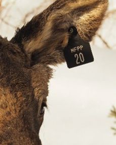 Étiquette rectangulaire et noire fixée sur l’oreille d’un orignal