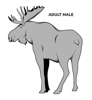 Picture of a bull moose from behind to show the absence of a patch on its hindquarters.