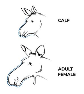 Illustration des profils d’un veau et d’une femelle orignal.