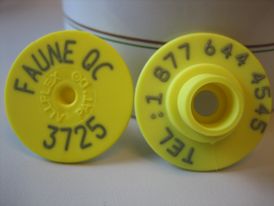 Étiquette d’identification fixée à l’oreille de l’animal, un côté présentant le numéro de téléphone à composer et l’autre présentant le numéro d’identification.  © MELCCFP