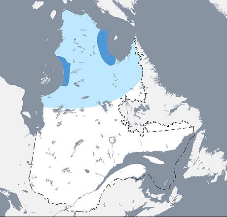 Carte de la répartition du bœuf musqué au Québec : on retrouve deux principales populations ainsi qu’une vaste zone d’observations ponctuelles.