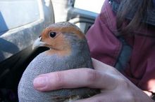 Tête de la perdrix grise mâle dans la main d'une personne.