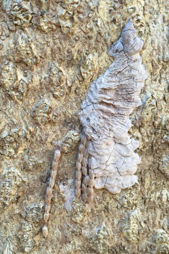 Masse d’œufs du fulgore tacheté sur un tronc d’arbre. Une substance cireuse et grisâtre recouvre une partie des œufs.