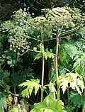 Giant hogweed plant. Giant hogweed plant.