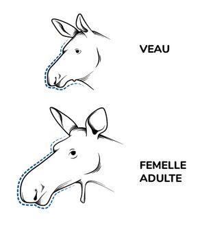 Illustration des profils d’un veau et d’une femelle orignal.