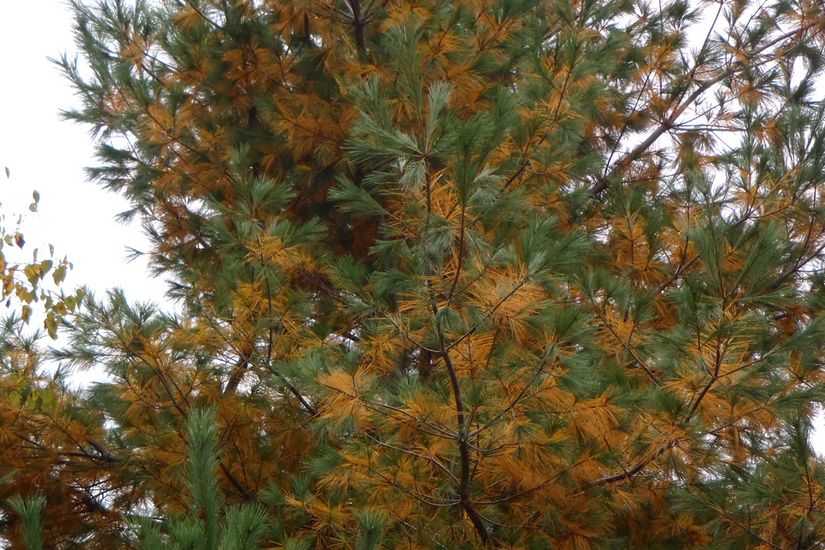 L’extrémité des aiguilles de ce pin blanc est brune plutôt que verte, signe qu’il est infecté par la brûlure en bandes brunes.