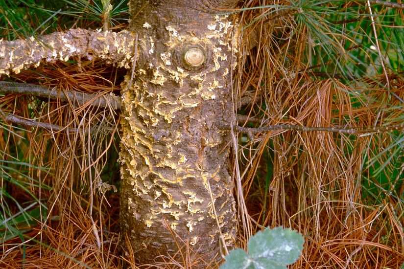 L’écorce de ce pin blanc est déformée par des renflements orangés, ce qui démontre la présence de rouille vésiculeuse.