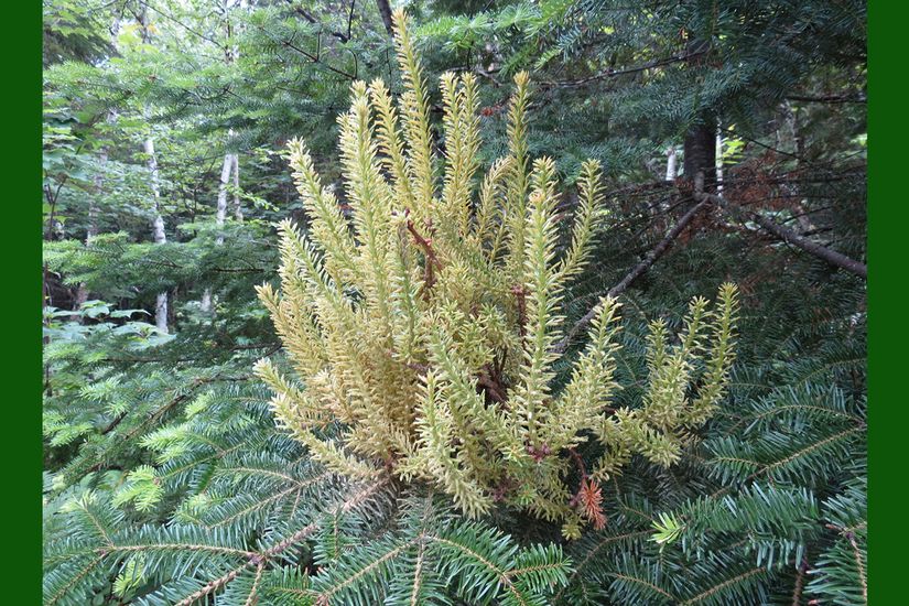 Des pousses infectées par la rouille-balai de sorcière sont devenues trapues, puis rabougries et jaune verdâtre.