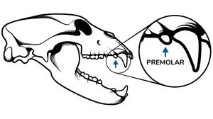 Picture of the location of the premolar tooth on a black bear's skull.