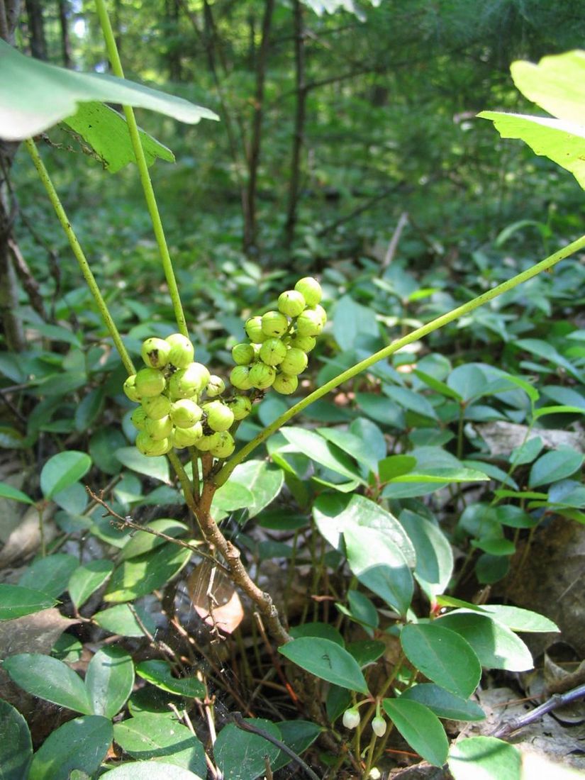 Fruits herbe à la puce