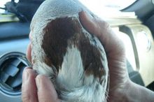 Ventre de la perdrix grise mâle.