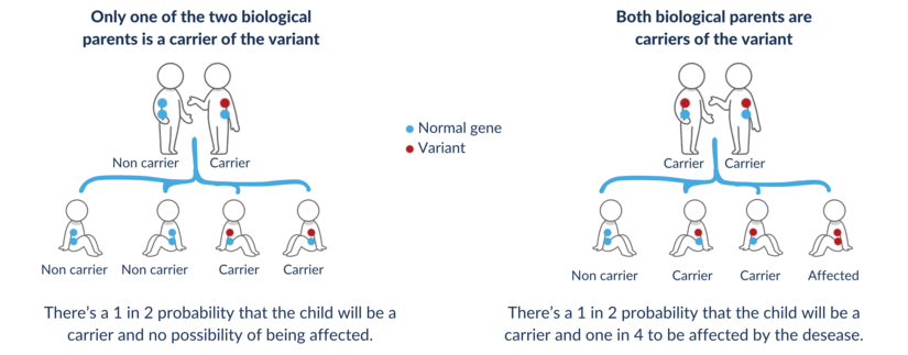 The image shows the probability of parents passing a genetic variant on to their child, depending on whether one or both parents are carriers. The image presents two separate diagrams. Each diagram shows a pair of parents represented by stylized icons, each with blue dots (normal genes) and/or red dots (variant) on the upper body. A line connects the parents to their children, also represented by seated icons. Each child also has blue and/or red dots. Under each diagram, a text explains the probability for the child of being a carrier or having the disease. The diagram on the left depicts a situation where only one parent is a carrier of the variant. The children have a one in two risk of being carriers, but no risk of having the disease. The diagram on the right depicts a situation where both parents are carriers of the variant. In this case, the children have a one in two risk of being carriers and a one in four risk of having the disease. The atmosphere is informative and educational, the approach is clear and simple, using colours and icons to make genetics information easy to understand.
