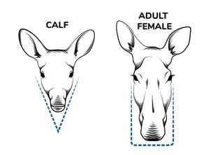 Illustration des têtes vues de face d’un veau et d’une femelle orignal.