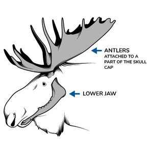 Picture of a moose identifying its lower jaw and antlers attached to a part of its skull cap.