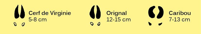 L'empreintue du cerf de Virginie mesure de 5 à 8 cm, celle de l'orignal de 12 à 15 cm et celle du caribou de 7 à 13 cm.