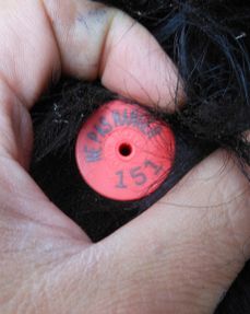 Étiquette ronde et rouge fixée sur une oreille d’ours noir