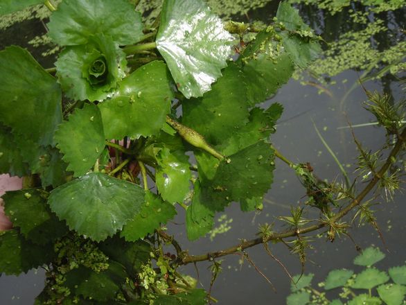 Une châtaigne d’eau avec les feuilles flottantes. À droite, les feuilles submergées ont l’apparence de plumes sur la partie de la tige qui demeure dans l’eau.