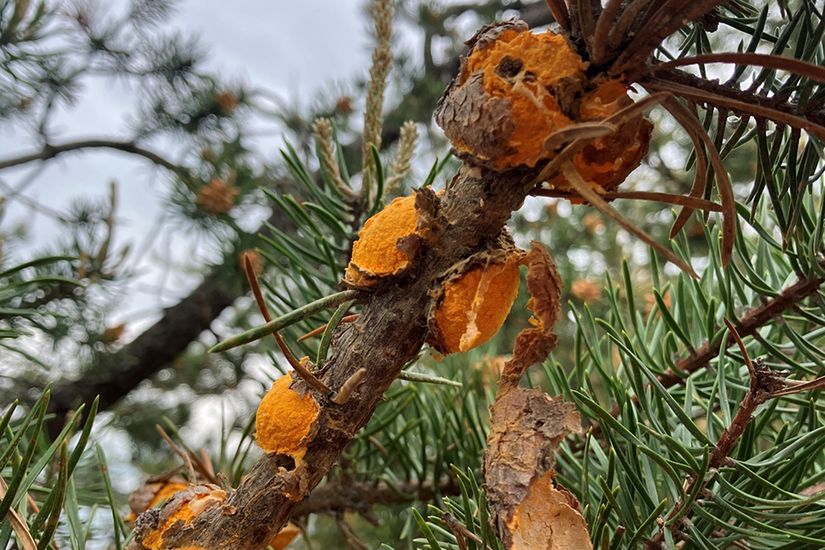 Des boules orange sont présentes sur une branche de pin, ce qui signifie que la rouille-tumeur autonome a attaqué l’arbre. 