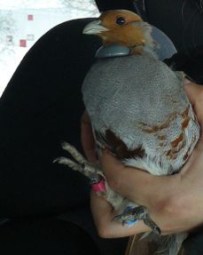 Étiquette en forme de bague fixée sur le tarse d’une perdrix grise