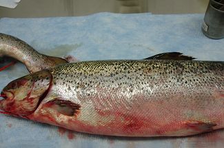 Salmon with signs of infectious salmon anaemia such as swelling of the abdomen and bleeding in the eyes and skin.