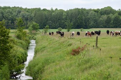 Bande riveraine qui empêche des vaches d'accéder à une rivière