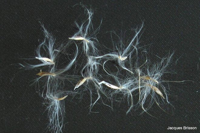 Graines matures de roseau commun étendues à côté d’une règle qui permet d’observer leur taille réelle.